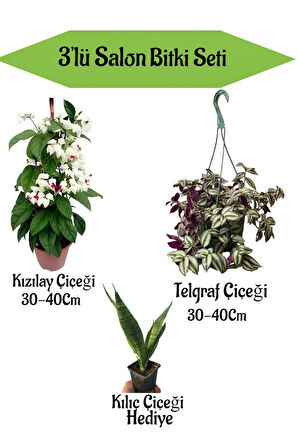 Kızılay Çiçeği+ Telgraf Çiçeği+ Hediyelik Kılıç Çiçeği