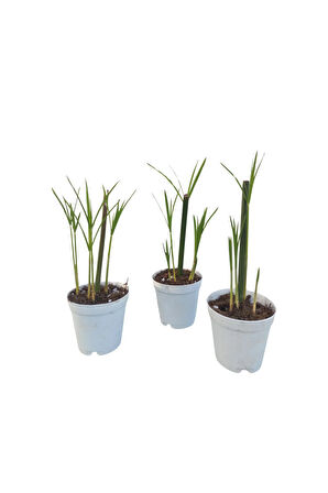 Mini Japon Şemsiyesi (5-10 Cm) 3 Adet Saksılı Salon Bitkisi