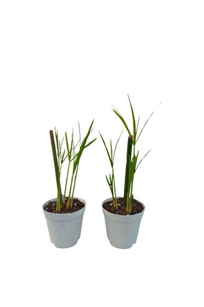 Mini Japon Şemsiyesi (5-10 Cm) 3 Adet Saksılı Salon Bitkisi