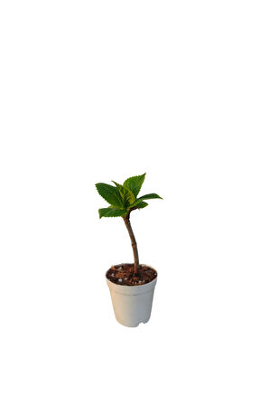 Mini Ortanca Çiçeği (5-10 Cm)1 Adet Saksılı