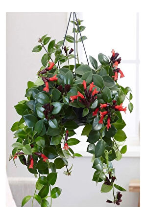 Kızılay Çiçeği+ Ruj Çiçeği+ Hediyelik Kılıç Bitkisi