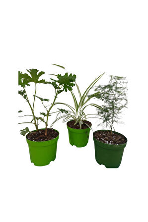 3'Lü Set Mini Itır+ Mini Kurdele+ Mini Tül (5-10 Cm) İç/ Dış Mekan Bitkileri