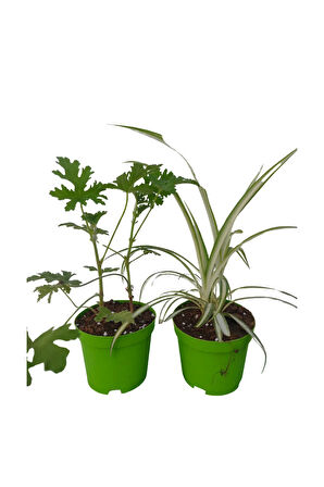 2'Li Set Mini Itır+Mini Kurdele (5-10 Cm) İç/ Dış Mekan Bitkisi