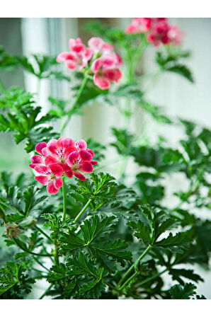 Mini Itır Çiçeği (5-10 Cm)1 Adet Saksılı İç/ Dış Mekan Bitkisi