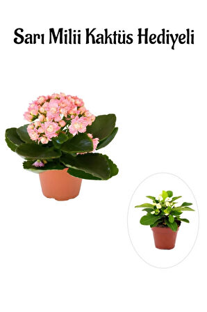 Çok Avantajlı Öğretmenler Gününe Özel Açık Pembe Kalanşo-emel Hanım Çiçeği Sarı Milli Hediyeli