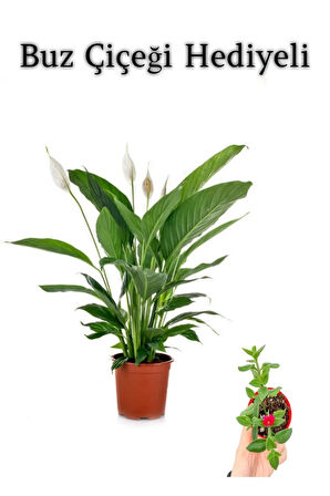 Hediyelik Beyaz Barış Çiçeği Sevgililer Gününe Özel BUZ ÇİÇEĞİ HEDİYELİ