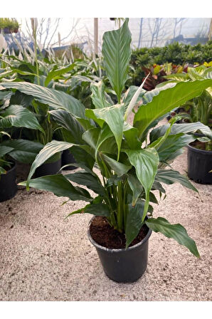 Hediyelik Beyaz Barış Çiçeği Sevgililer Gününe Özel BUZ ÇİÇEĞİ HEDİYELİ