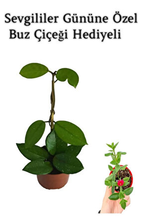 Sevgililer Gününe Özel Beyaz Renk Hoya-Mum Çiçeği BUZ ÇİÇEĞİ HEDİYELİ