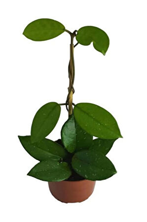 Sevgililer Gününe Özel Beyaz Renk Hoya-Mum Çiçeği BUZ ÇİÇEĞİ HEDİYELİ