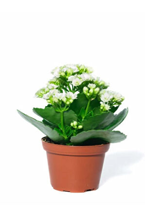 Çok Avantajlı Beyaz Çiçekli Kalanşo ( Kalanchoe ) Çiçeği Ithal Büyük Boy