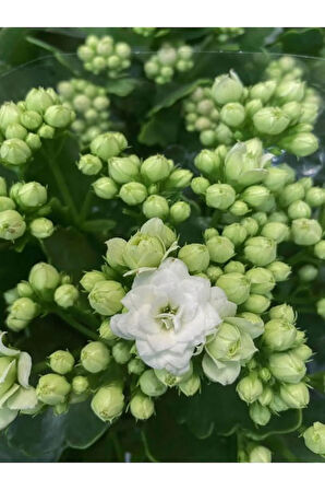 Çok Avantajlı Beyaz Çiçekli Kalanşo ( Kalanchoe ) Çiçeği Ithal Büyük Boy