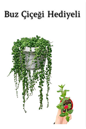 Tespih Boncuk Bezelya Çiçeği Bitkisi Sevgililer Gününe Özel BUZ ÇİÇEĞİ HEDİYELİ