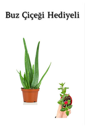 Parlak Dolgun Formlu Aleovera Bitkisi Sevgililer Gününe Özel BUZ ÇİÇEĞİ HEDİYELİ