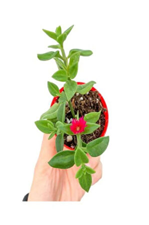 Hediyelik Starliçe Cennet Çiçeği Bitkisi Sevgililer Gününe Özel BUZ ÇİÇEĞİ HEDİYELİ