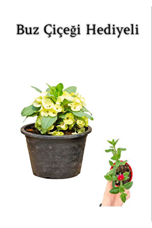 Sarı Çiçekli Milli Dikenler Tacı Kaktüs Sevgililer Gününe Özel BUZ ÇİÇEĞİ HEDİYELİ