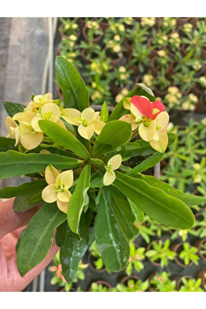 Sarı Çiçekli Milli Dikenler Tacı Kaktüs Sevgililer Gününe Özel BUZ ÇİÇEĞİ HEDİYELİ