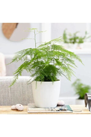 Çok Avantajlı Asparagus Salon Bitkisi