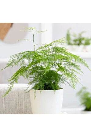 Çok Avantajlı Asparagus Salon Bitkisi