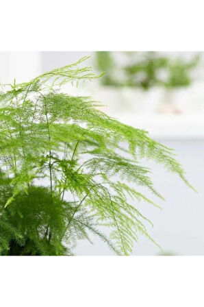 Çok Avantajlı Asparagus Salon Bitkisi