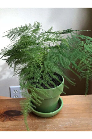 Çok Avantajlı Asparagus Salon Bitkisi