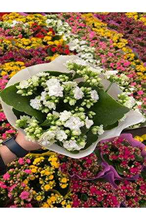 Kadınlar Gününe Özel Beyaz Renk Kalanşo-emel Hanım Çiçeği Buz Çiçeği