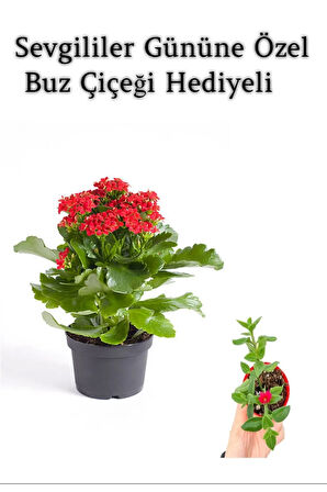 Kadınlar Gününe Özel Kırmızı Renk Kalanşo-emel Hanım Buz Çiçeği Hediyeli