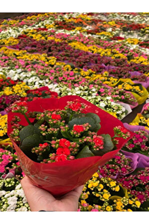 Kadınlar Gününe Özel Kırmızı Renk Kalanşo-emel Hanım Buz Çiçeği Hediyeli