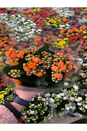 Sevgililer Gününe Özel Turuncu Renk Kalanşo-Emel Hanım Çiçeği BUZ ÇİÇEĞİ HEDİYELİ