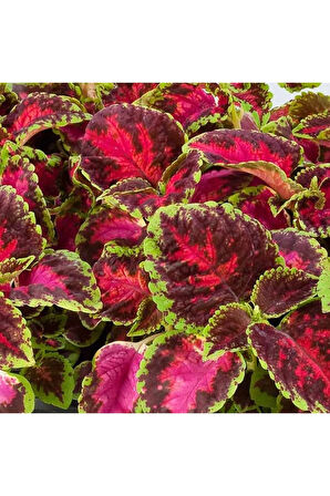 Yaprak Güzeli – Kolyos Çiçeği 10 Adet