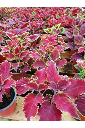 Yaprak Güzeli – Kolyos Çiçeği 10 Adet