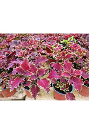 Yaprak Güzeli – Kolyos Çiçeği 10 Adet