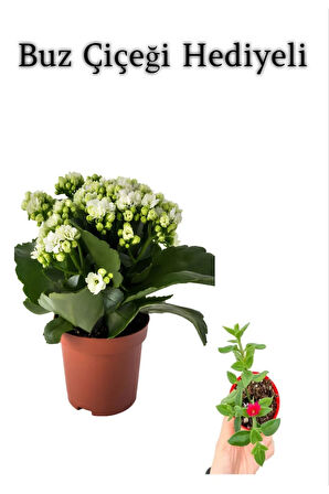 Sevgililer Gününe Özel Beyaz Renk Kalanşo-Emel Hanım Çiçeği BUZ ÇİÇEĞİ HEDİYELİ
