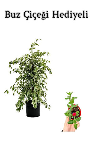 Beyaz Alacalı Benjamin Bitkisi Sevgililer Gününe Özel BUZ ÇİÇEĞİ HEDİYELİ