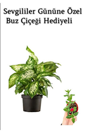 Hediyelik Zarif Yapraklı Difenbahya Bitkisi Sevgililer Gününe Özel BUZ ÇİÇEĞİ HEDİYELİ
