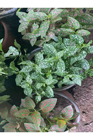 Beyaz Renk Zarif Yapraklı Hostes Çiçeği Sevgililer Gününe Özel BUZ ÇİÇEĞİ HEDİYELİ