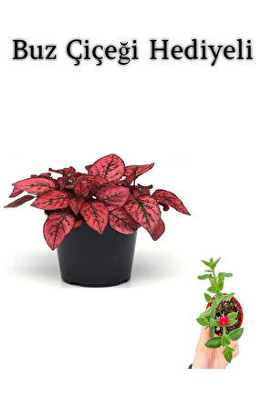 Kırmızı Renk Zarif Yapraklı Hostes Çiçeği Sevgililer Gününe Özel BUZ ÇİÇEĞİ HEDİYELİ