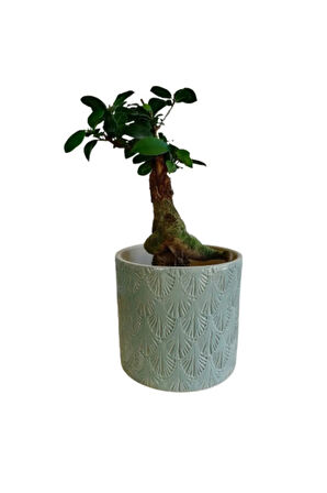 Kampanyalı Ficus Ginseng Bonsai 20-30 Cm