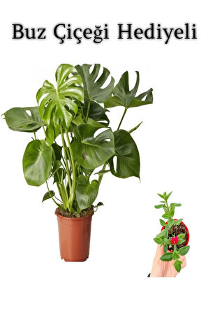Parlak Geniş Yapraklı Deve Tabanı Bitkisi Sevgililer Gününe Özel BUZ ÇİÇEĞİ HEDİYELİ