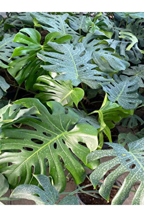 Parlak Geniş Yapraklı Deve Tabanı Bitkisi Sevgililer Gününe Özel BUZ ÇİÇEĞİ HEDİYELİ