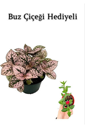 Toz Pembe Zarif Yapraklı Hostes Sevgililer Gününe Özel BUZ ÇİÇEĞİ HEDİYELİ