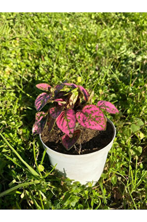 Toz Pembe Zarif Yapraklı Hostes Sevgililer Gününe Özel BUZ ÇİÇEĞİ HEDİYELİ