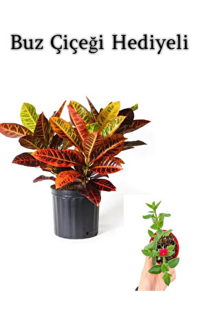 Muhteşem Görünümlü Kraton Çiçeği Bitkisi Sevgililer Gününe Özel BUZ ÇİÇEĞİ HEDİYELİ