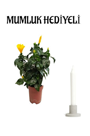 Çok Avantajlı Sevgililer Gününe Özel Sarı Renk Japon Gülü(Hibiscus Rosa) Mumluk HEDİYELİ
