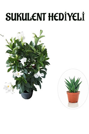 Avantajlı Kokulu Beyaz Mandevilla Sarmaşığı Sevgililer Gününe Özel Buz Çiçeği