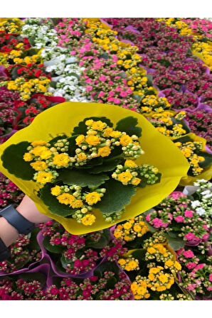 Kadınlar Gününe Özel Sarı Renk Kalanşo-emel Hanım Buz Çiçeği Hediyeli