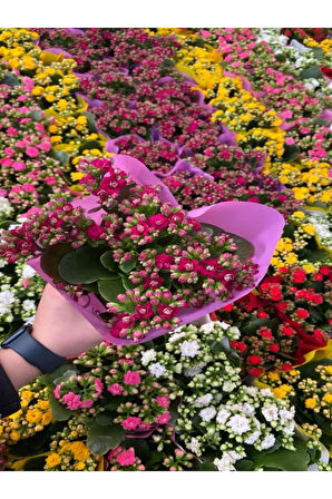 Sevgililer Gününe Özel Açık Pembe Kalanşo-emel Hanım Buz Çiçeği Hediyeli