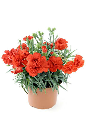 Anneler Gününe Özel Hediyelik Kırmızı Renk Karanfil Çiçeği Tül Kuşkonmaz