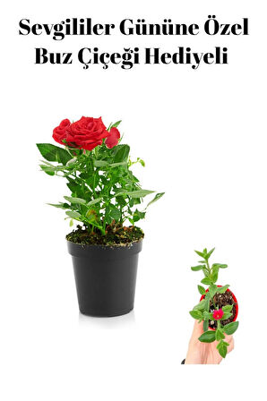 Kadınlar Gününe Özel Hediyelik Kırmızı Renk Gül Fidanı Buz Çiçeği Hediyeli
