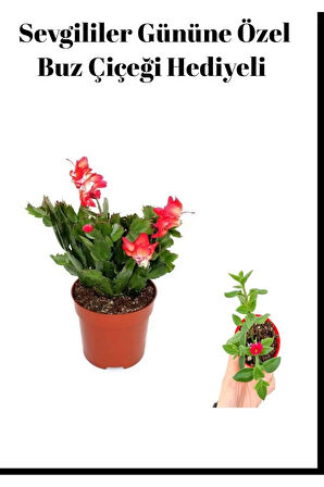 Anneler Gününe Özel Kırmızı Renk Yılbaşı Çiçeği Buz Çiçeği Hediyeli