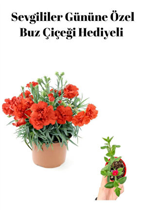 Kadınlar Gününe Özel Kırmızı Renk Kokulu Karanfil Çiçeği Buz Çiçeği Hediyeli